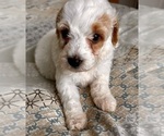 Small Photo #29 Goldendoodle (Miniature) Puppy For Sale in PENSACOLA, FL, USA