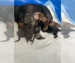 Small Photo #33 Dachshund Puppy For Sale in HONDO, TX, USA