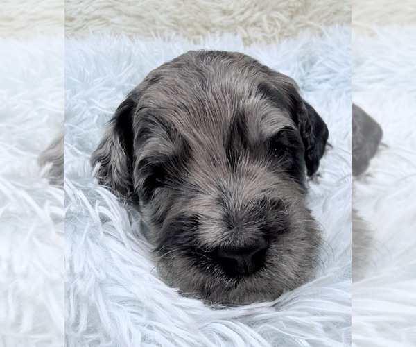 Medium Photo #51 Goldendoodle Puppy For Sale in PIERSON, FL, USA