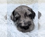 Small Photo #51 Goldendoodle Puppy For Sale in PIERSON, FL, USA