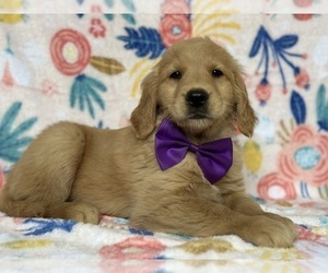 Golden Retriever Puppy for sale in LANCASTER, PA, USA