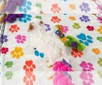Small #10 Cavapoo (Miniature)-Poodle (Toy) Mix