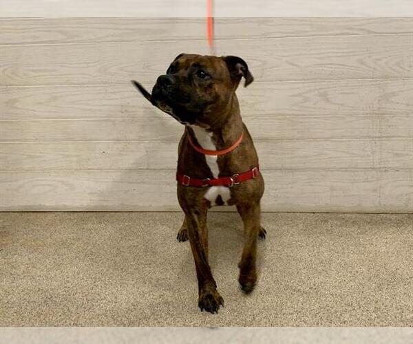 Medium Photo #1 Boxer-Unknown Mix Puppy For Sale in Tavares, FL, USA