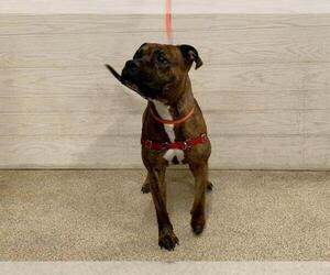 Boxer-Unknown Mix Dogs for adoption in Tavares, FL, USA