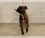 Small Boxer Mix