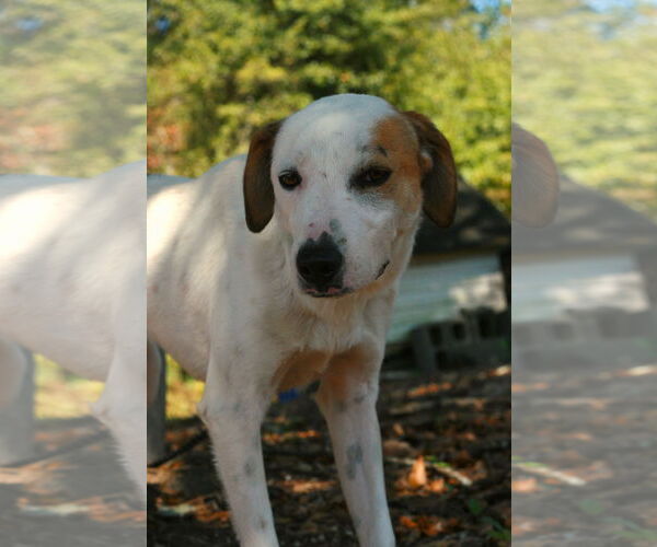 Medium Photo #1 Greyhound-Labrador Retriever Mix Puppy For Sale in Attalka, AL, USA