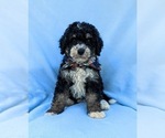 Small Photo #3 Bernedoodle (Miniature) Puppy For Sale in OXFORD, PA, USA