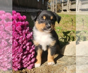 Miniature Australian Shepherd Puppy for sale in SANDOWN, NH, USA