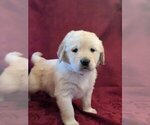 Puppy Puppy 1 Golden Retriever