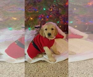 Golden Retriever Puppy for sale in IONIA, IA, USA