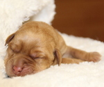 Puppy Serena Labrador Retriever