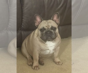 Mother of the French Bulldog puppies born on 02/28/2025