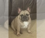 Small Photo #1 French Bulldog Puppy For Sale in CLARKSVILLE, TN, USA