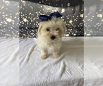 Small Photo #4 Maltese Puppy For Sale in LANCASTER, PA, USA