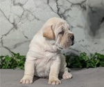 Small #5 Cocker-Pei