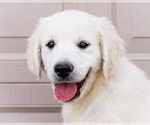 Small #1 English Cream Golden Retriever