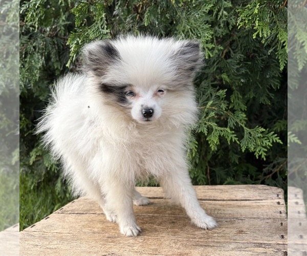 Medium Photo #3 Pomeranian Puppy For Sale in MIDDLEBURY, IN, USA