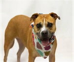 Small Staffordshire Bull Terrier Mix