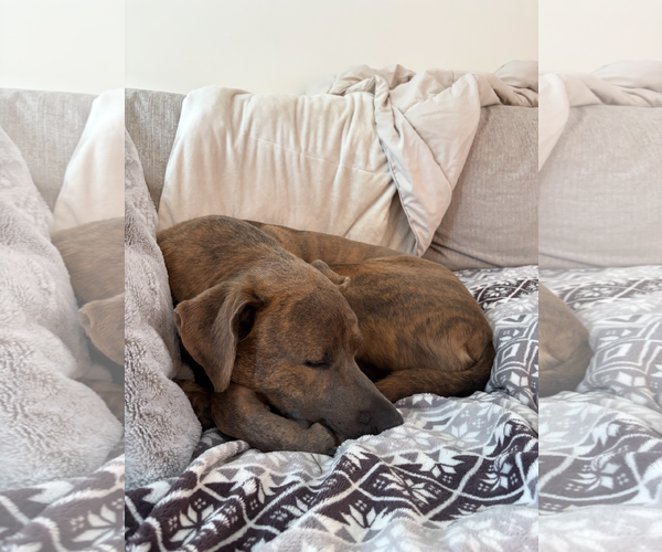 Medium Photo #4 Mutt Puppy For Sale in Virginia Beach, VA, USA