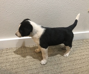 Border Collie Puppy for sale in SHINGLE SPRINGS, CA, USA