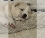 Puppy Kenji Shiba Inu