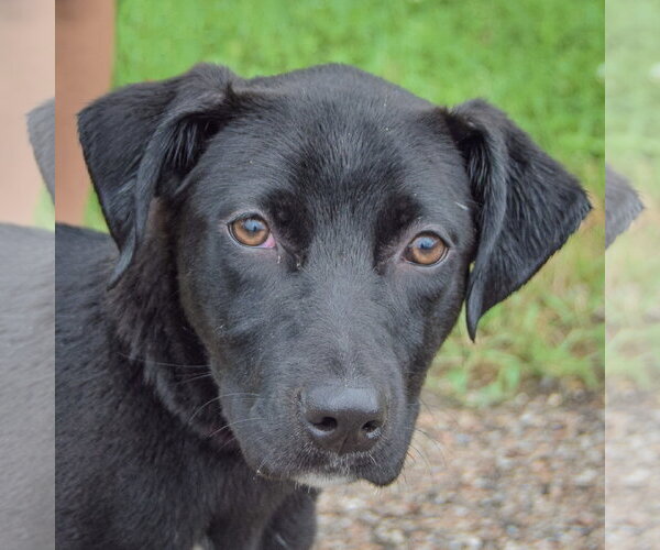 Medium Photo #1 Border Collie-Unknown Mix Puppy For Sale in Huntley, IL, USA
