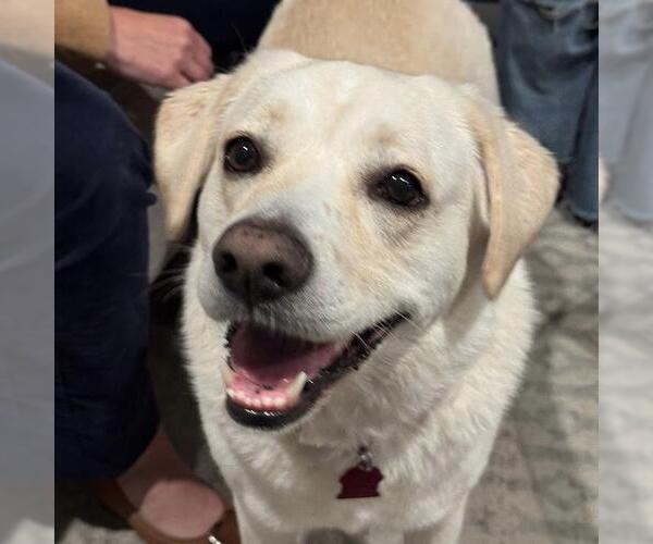 Medium Photo #3 Labrador Retriever-Unknown Mix Puppy For Sale in San Diego, CA, USA