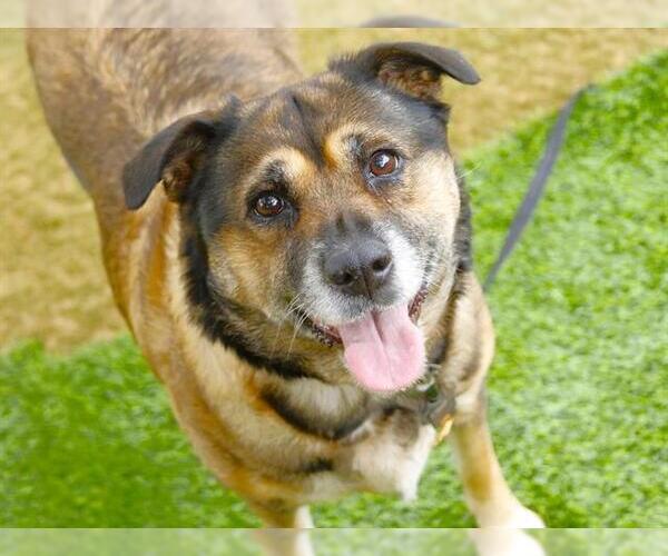 Medium Photo #2 German Shepherd Dog-Unknown Mix Puppy For Sale in Tallahassee, FL, USA