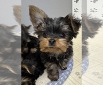 Litter of 4 - Male(s) and Female(s) Yorkshire TerrierLitter of Puppies for Sale - Photo #6