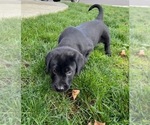 Small Photo #5 Labrador Retriever Puppy For Sale in BATTLE GROUND, WA, USA
