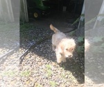 Small Photo #6 Golden Retriever Puppy For Sale in BARRE, MA, USA