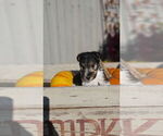 Zuzu - Female Wire Fox Terrier Puppy for Sale - Small photo
