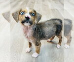 Small #2 Australian Shepherd Mix
