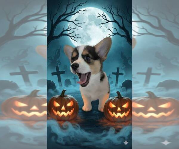 Medium Photo #5 Pembroke Welsh Corgi Puppy For Sale in PHILOMATH, OR, USA