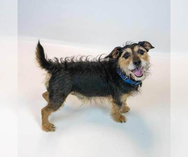 Medium Photo #6 Mutt Puppy For Sale in Kennesaw, GA, USA