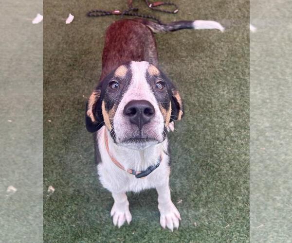 Medium Photo #1 Catahoula Leopard Dog-Unknown Mix Puppy For Sale in Rockwall, TX, USA