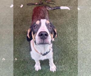 Catahoula Leopard Dog-Unknown Mix Dogs for adoption in Rockwall, TX, USA