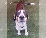 Small Catahoula Leopard Dog Mix