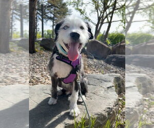 Mutt Dogs for adoption in Salt Lake City, UT, USA