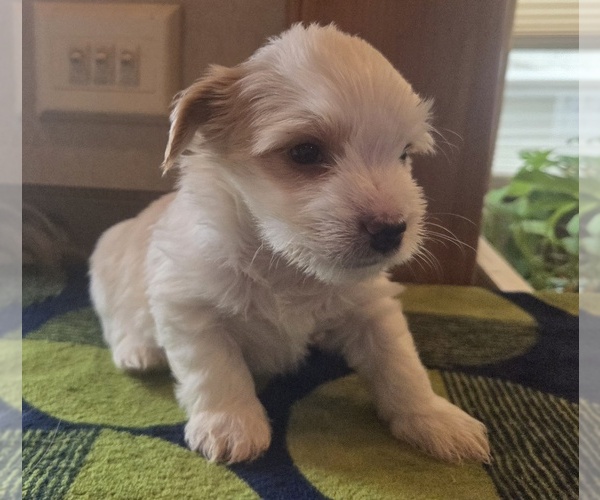 Medium Photo #3 Biewer Yorkie Puppy For Sale in MILWAUKIE, OR, USA