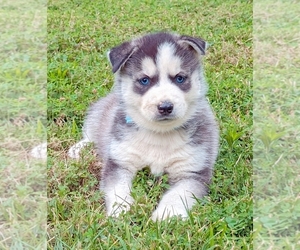 Siberian Husky Puppy for sale in ROGERSVILLE, MO, USA