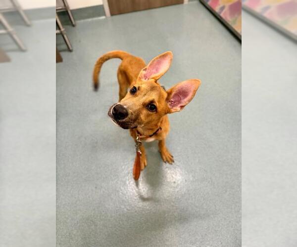 Medium Photo #1 Shepradors Puppy For Sale in Baytown, TX, USA