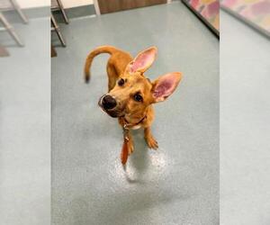 Shepradors Dogs for adoption in Baytown, TX, USA