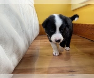 Medium Border Collie