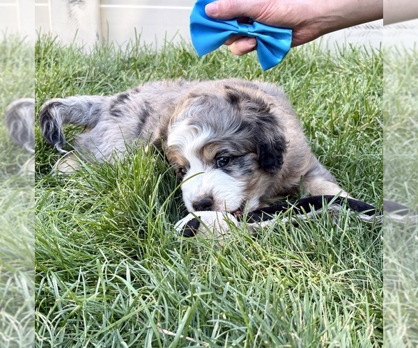 Medium Photo #2 Bernedoodle (Miniature) Puppy For Sale in ROY, UT, USA