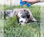 Small #1 Bernedoodle (Miniature)
