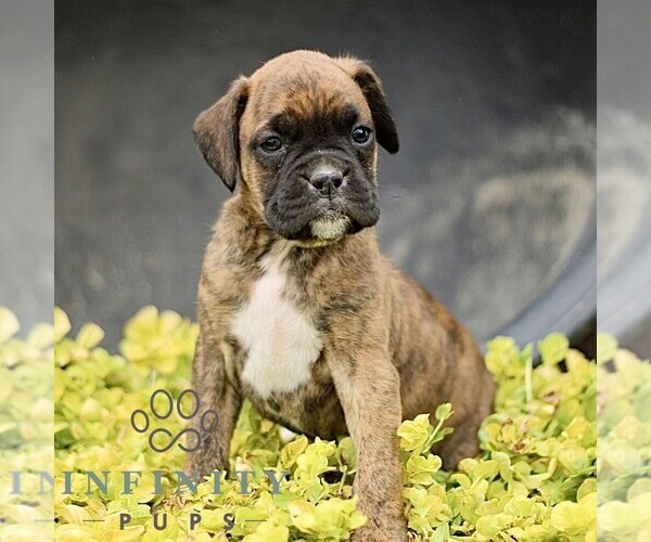 Medium Photo #4 Boxer Puppy For Sale in GORDONVILLE, PA, USA
