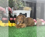 Small #3 Dachshund