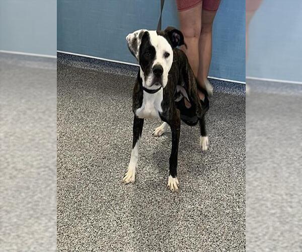 Medium Photo #1 Staffordshire Bull Terrier Puppy For Sale in Palmetto, FL, USA