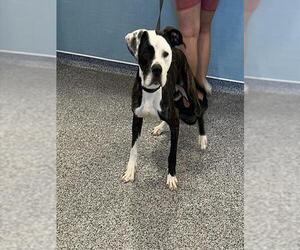 Staffordshire Bull Terrier Dogs for adoption in Palmetto, FL, USA